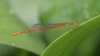 J17_2965 Ceriagrion auranticum male